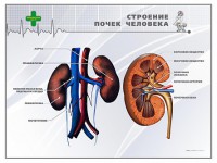 Стенд "Строение почки человека" - fgospostavki.ru - Югорск