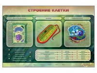 Электрифицированный стенд "Строение клетки" с маркерными полями - fgospostavki.ru - Югорск