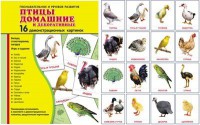 Демонстрационные карточки "Птицы домашние и декоративные" - fgospostavki.ru - Югорск