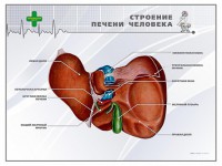 Стенд "Строение печени человека" - fgospostavki.ru - Югорск