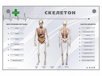 Электрифицированный стенд-тренажер "Скелетон" - fgospostavki.ru - Югорск