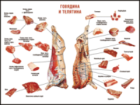 Таблица "Правила разделки мясных туш. Говядина и телятина" (100х140 сантиметров, винил) - fgospostavki.ru - Югорск
