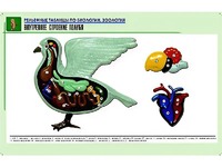 Рельефная таблица "Внутреннее строение голубя" (формат А1, матовое ламинирование) - fgospostavki.ru - Югорск