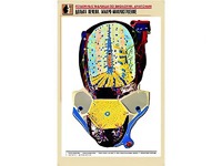 Рельефная таблица "Долька печени. Макро-микростроение" (формат А1, матовое ламинирование) - fgospostavki.ru - Югорск