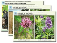 Гербарий фотографический "Сельскохозяйственные растения России" - fgospostavki.ru - Югорск