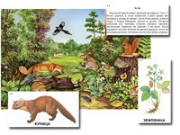 Магнитный плакат-аппликация "Лес: биоразнообразие и взаимосвязи в сообществе" - fgospostavki.ru - Югорск
