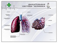 Стенд "Дыхательная система человека" - fgospostavki.ru - Югорск