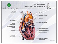 Стенд "Строение сердца человека" - fgospostavki.ru - Югорск
