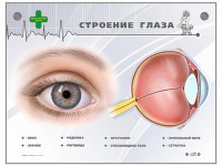 Интерактивный стенд "Строение глаза" - fgospostavki.ru - Югорск
