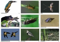 Комплект таблиц Природные зоны России. Сообщества (комплект 18 таблиц) - fgospostavki.ru - Югорск