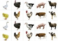 Комплект карточек "Запоминай, играй, считай" - Домашние животные - fgospostavki.ru - Югорск