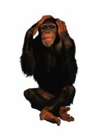 Комплект карточек "Запоминай, играй, считай" - Дикие животные - fgospostavki.ru - Югорск