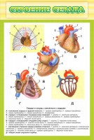 Стенд "Строение сердца" - fgospostavki.ru - Югорск
