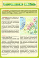 Стенд "Биосинтез белка" - fgospostavki.ru - Югорск