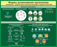 Стенд "Формы размножения организмов" - fgospostavki.ru - Югорск