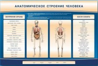 Электрифицированный стенд-тренажер c макетом скелета "Анатомическое строение человека" - fgospostavki.ru - Югорск