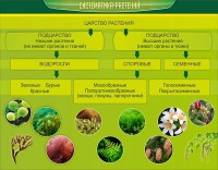 Стенд "Систематика растений" - fgospostavki.ru - Югорск