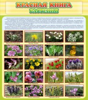 Стенд "Красная книга - растения" - fgospostavki.ru - Югорск