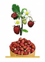 Комплект карточек "Запоминай, играй, считай" - Ягоды - fgospostavki.ru - Югорск