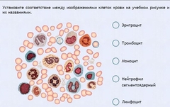 Интерактивные курсы. Биология 11 класс. Расширенный. - fgospostavki.ru - Югорск