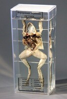 Влажный препарат "Внутреннее строение лягушки" - fgospostavki.ru - Югорск