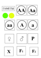 Модель-аппликация Моногибридное скрещивание и  его цитологические основы - fgospostavki.ru - Югорск