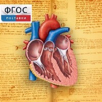 Анатомия (Цифровой атлас школьника) - fgospostavki.ru - Югорск