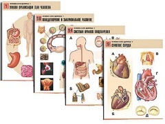 Комплект таблиц по биологии демонстрационных "Человек и его здоровье 1" (20 таблиц, формат А1, ламинированные) - fgospostavki.ru - Югорск