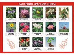 Таблица демонстрационная "Растения Красной книги" (винил 70*100) - fgospostavki.ru - Югорск