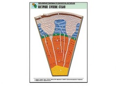 Рельефная таблица "Клеточное строение стебля" (формат А1, матовое ламинирование) - fgospostavki.ru - Югорск