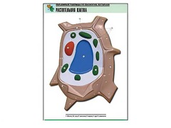 Рельефная таблица "Растительная клетка" (формат А1, матовое ламинирование) - fgospostavki.ru - Югорск