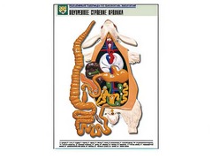 Рельефная таблица "Внутреннее строение кролика" (формат А1, матовое ламинирование) - fgospostavki.ru - Югорск