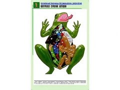 Рельефная таблица "Внутреннее строение лягушки" (формат А1, матовое ламинирование) - fgospostavki.ru - Югорск