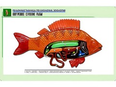 Рельефная таблица "Внутреннее строение рыбы" (формат А1, матовое ламинирование) - fgospostavki.ru - Югорск