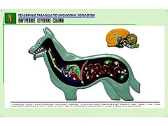 Рельефная таблица "Внутреннее строение собаки" (формат А1, матовое ламинирование) - fgospostavki.ru - Югорск