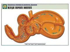 Рельефная таблица "Желудок жвачного животного" (формат А1, матовое ламинирование) - fgospostavki.ru - Югорск