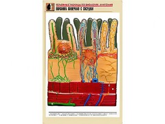 Рельефная таблица "Ворсинка кишечная с сосудом" (формат А1, матовое ламинирование) - fgospostavki.ru - Югорск