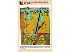 Рельефная таблица "Кожа. Разрез" (формат А1, матовое ламинирование) - fgospostavki.ru - Югорск