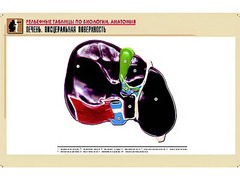 Рельефная таблица "Печень. Висцеральная поверхность" (формат А1, матовое ламинирование) - fgospostavki.ru - Югорск