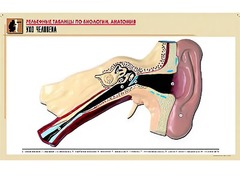 Рельефная таблица "Ухо человека" (формат А1, матовое ламинирование) - fgospostavki.ru - Югорск