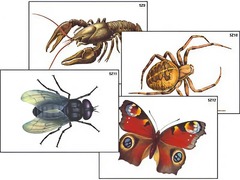 Модель-аппликация "Разнообразие беспозвоночных" (ламинированная) - fgospostavki.ru - Югорск