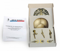 Модель-аппликация "Типы соединения костей" (набор из 7 карт) - fgospostavki.ru - Югорск