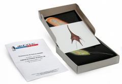 Модель-аппликация "Одноклеточные водоросли" (набор из 24 карт) - fgospostavki.ru - Югорск