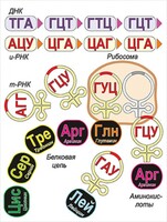 Модель-аппликация Биосинтез белка - fgospostavki.ru - Югорск