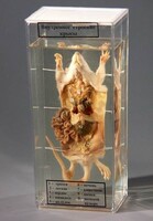 Влажный препарат "Внутреннее строение крысы" - fgospostavki.ru - Югорск