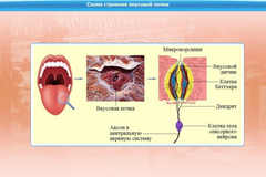 Интерактивные курсы. Биология 10 класс. Базовый. - fgospostavki.ru - Югорск