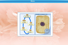 Интерактивные курсы. Биология 6 класс. Базовый - fgospostavki.ru - Югорск