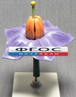 Модель "Цветок картофеля" - fgospostavki.ru - Югорск