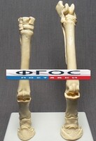 Скелет конечности лошади (передняя и задняя) на подставке - fgospostavki.ru - Югорск