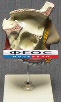 Модель "Разрез носоглотки" - fgospostavki.ru - Югорск